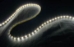 Self-Adhesive Waterproof 2 inch 3 Lights LED Light Strip - Warm White - 0-WP-LED-WARMWHITE