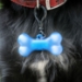 Blue on dog